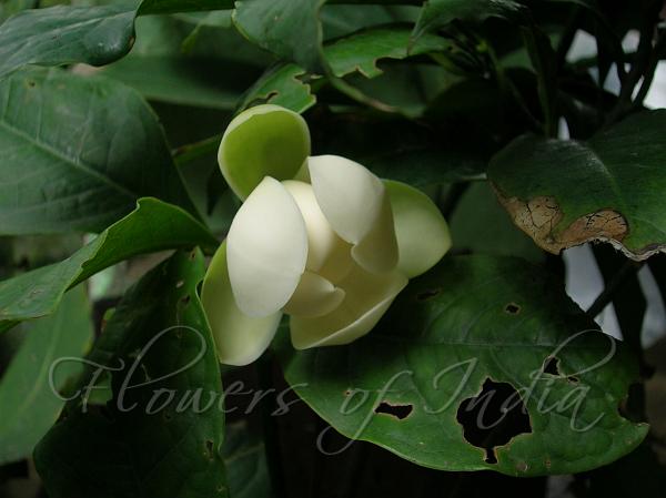 Dwarf Magnolia